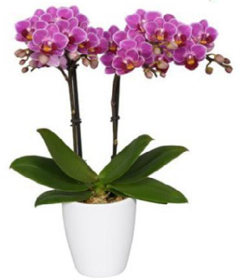 Live Potted Phalaenopsis Orchid