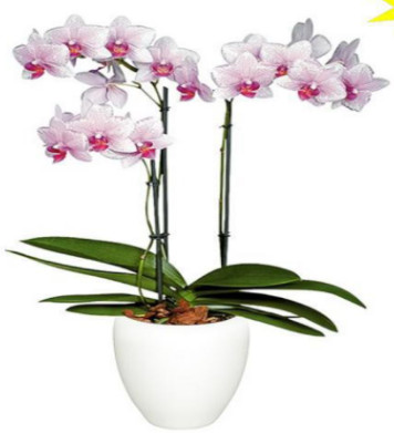 Live Potted Phalaenopsis Orchid