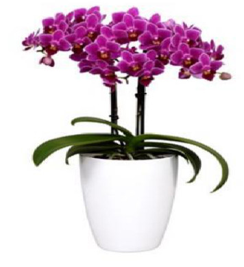 Live Potted Phalaenopsis Orchid