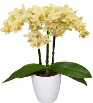 Live Potted Phalaenopsis Orchid