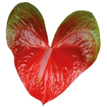 Fresh Anthurium Cut Flowers