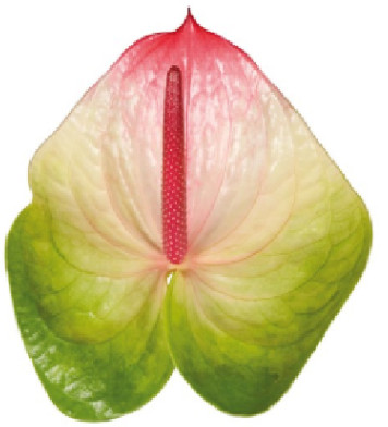 Fresh Anthurium Cut Flowers