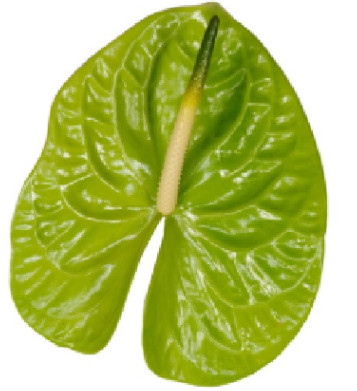 Fresh Anthurium Cut Flowers