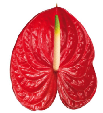 Fresh Anthurium Cut Flowers